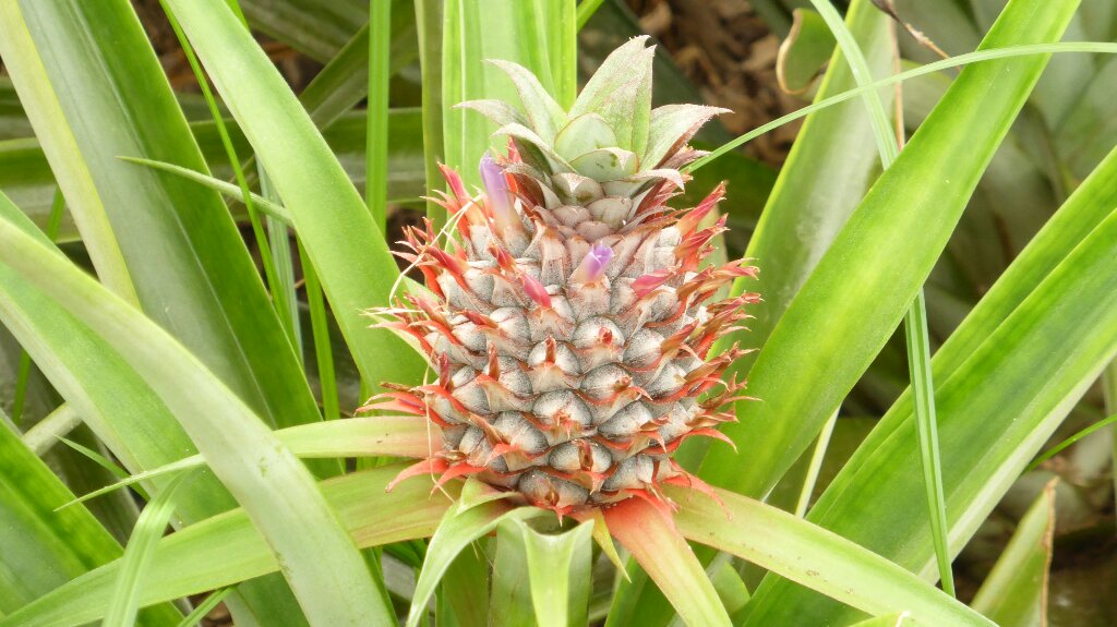 Azoren ade, willkommen&nbsp;Lissabon