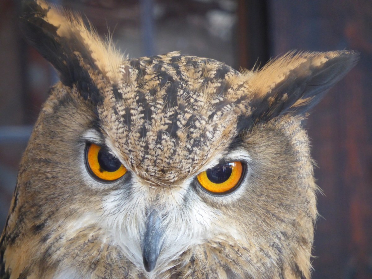 Zu Fuss durch&nbsp;Edinburgh