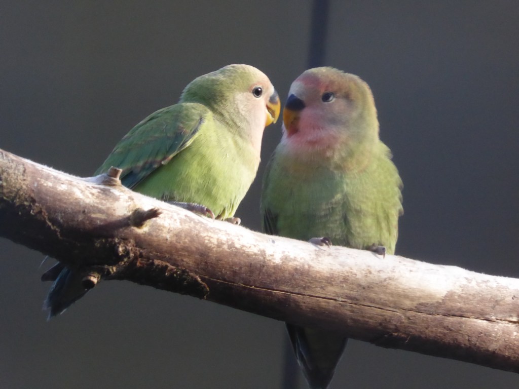 Wir sind gut zu&nbsp;Vögeln…