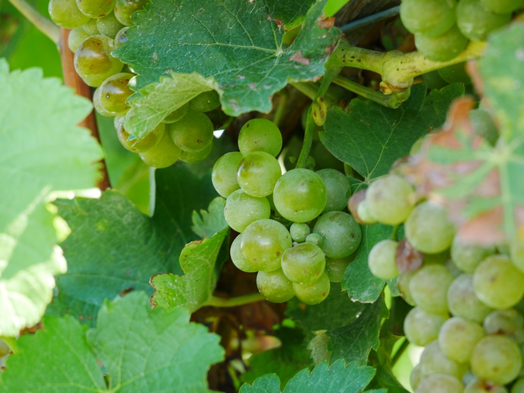 Griiieeechischer Wein….