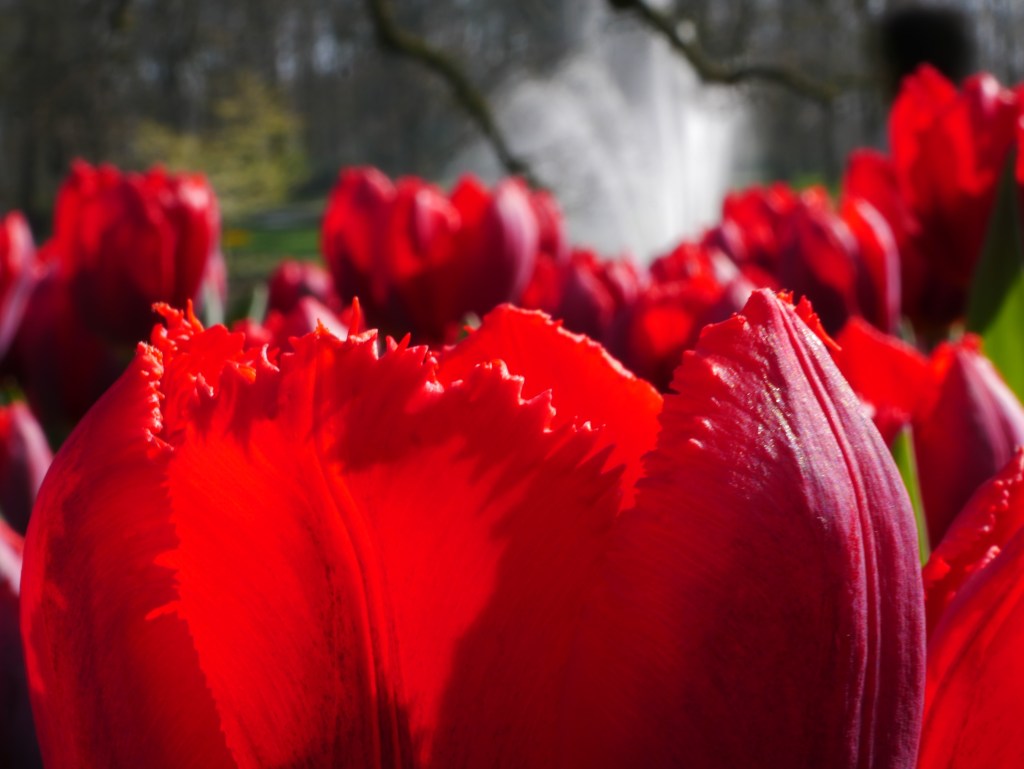 Tulpenmeer und Bienenfreude