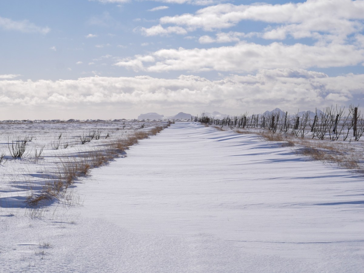 Nasenbohrer und Schneegestöber