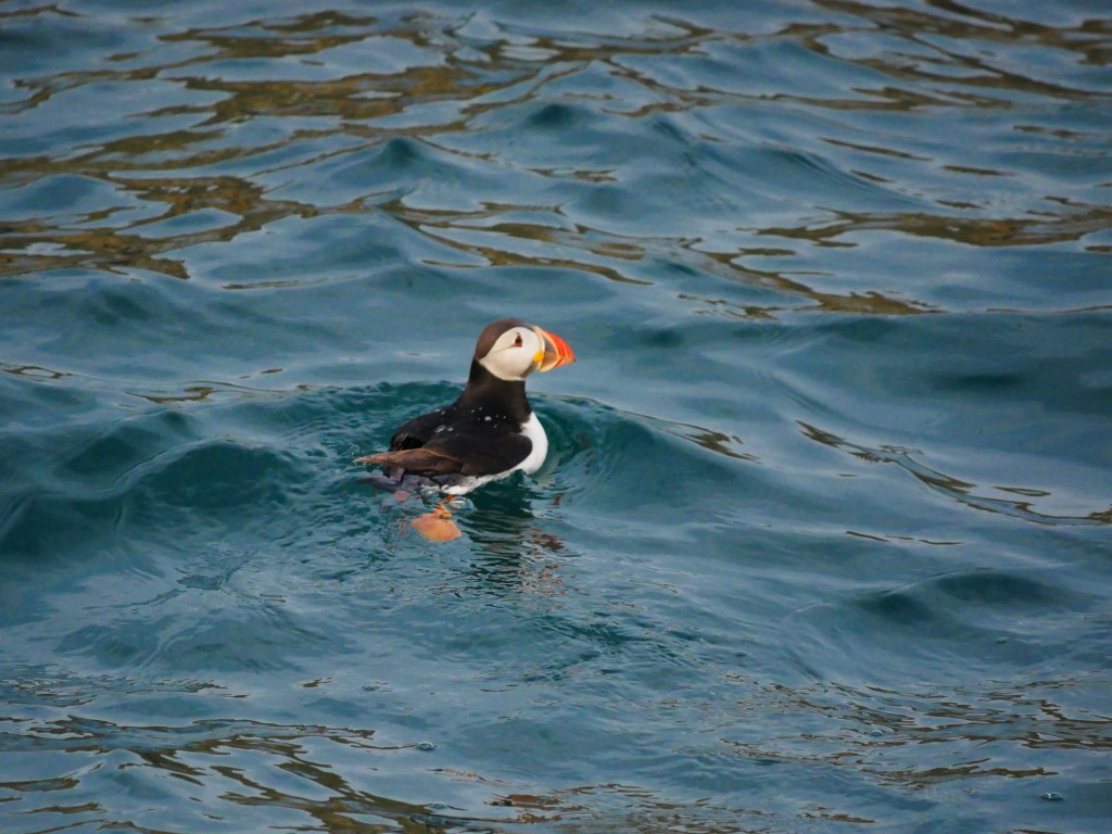 Die Erfinder des&nbsp;Wingsuits