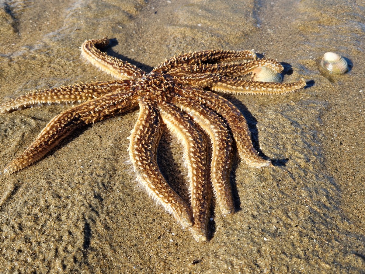 In geheimer Rettungsmission