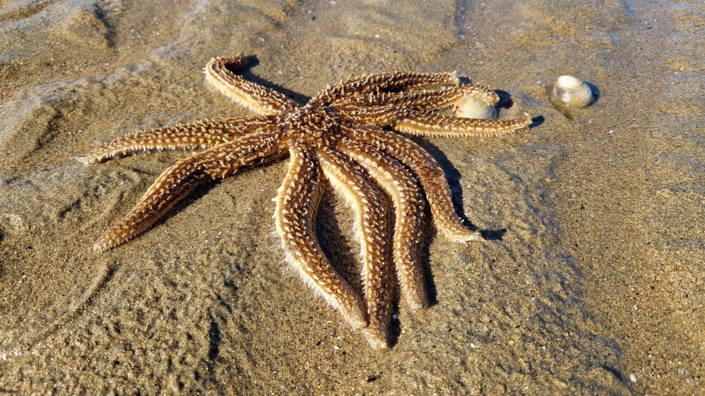 In geheimer Rettungsmission