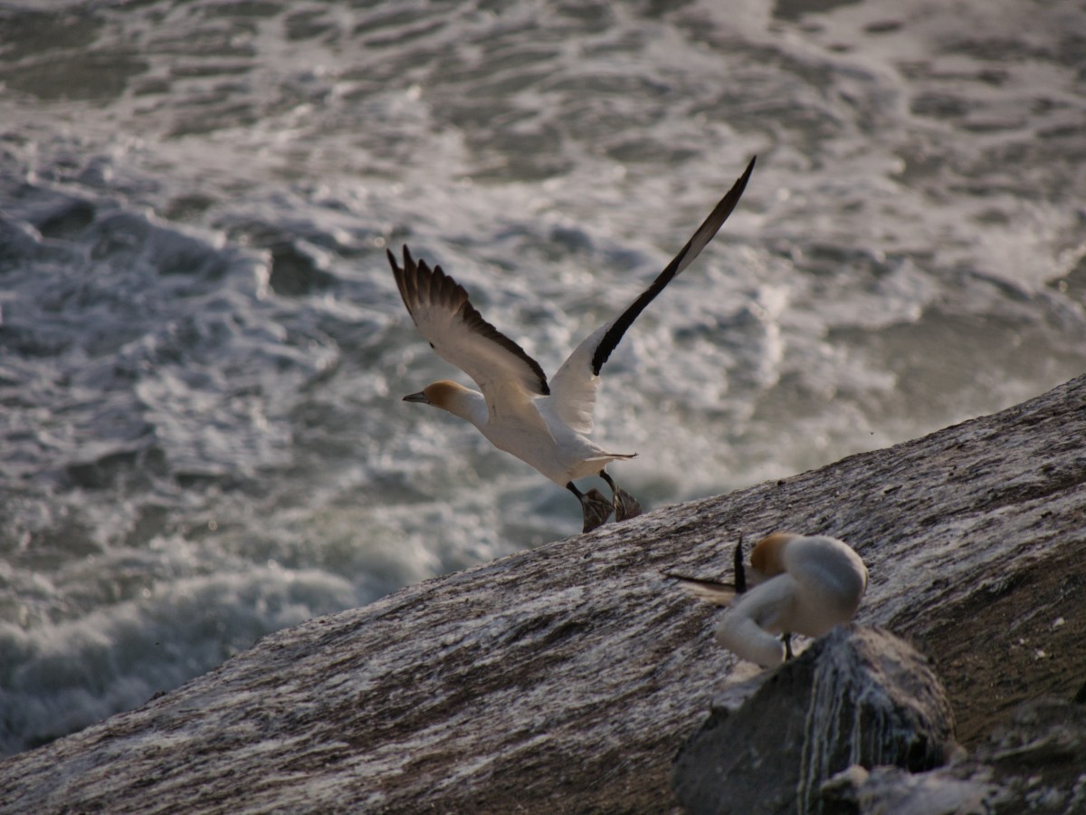 Segeln² – von Yachten und&nbsp;Flugakrobaten