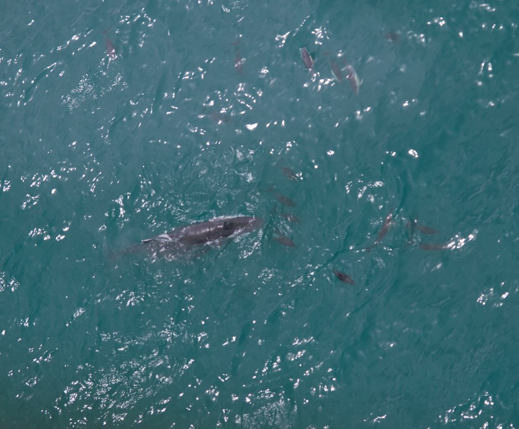 Schüchterner Riese und ein&nbsp;Tschüss