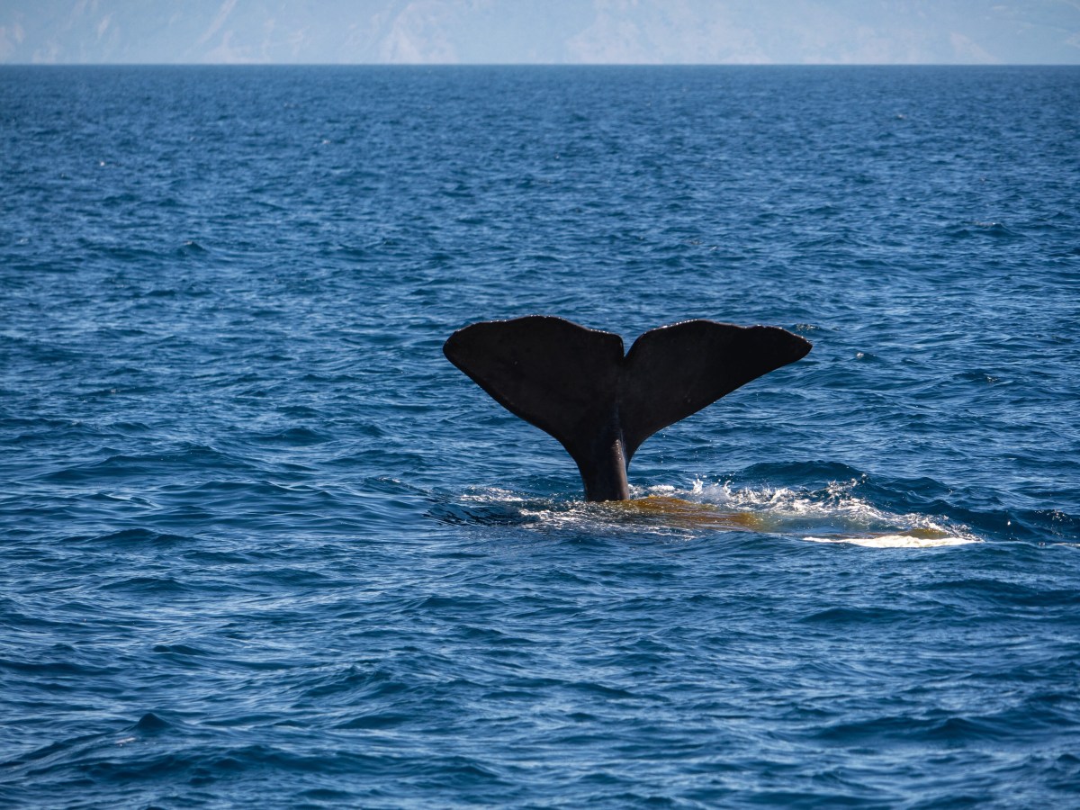 Große Pötte, dicke Schlitten und kleine&nbsp;Zwerge