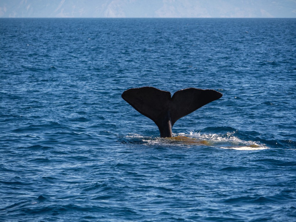Große Pötte, dicke Schlitten und kleine&nbsp;Zwerge
