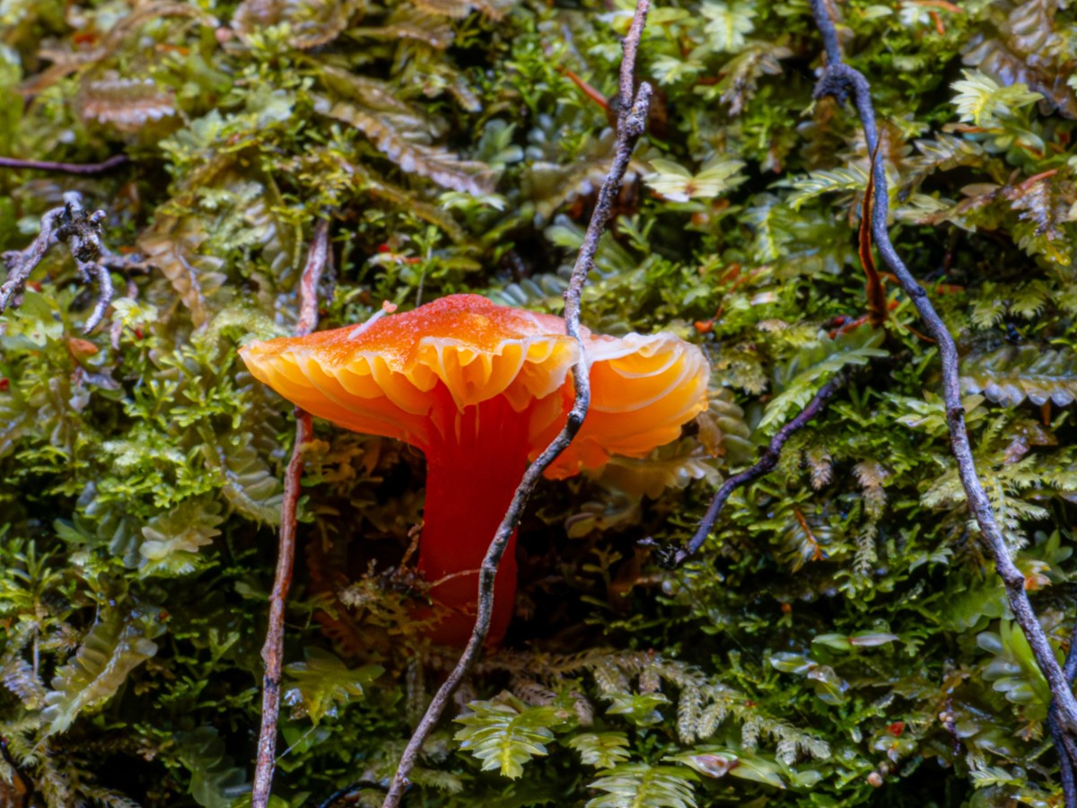 Rumble in the Jungle und&nbsp;Pannekoken