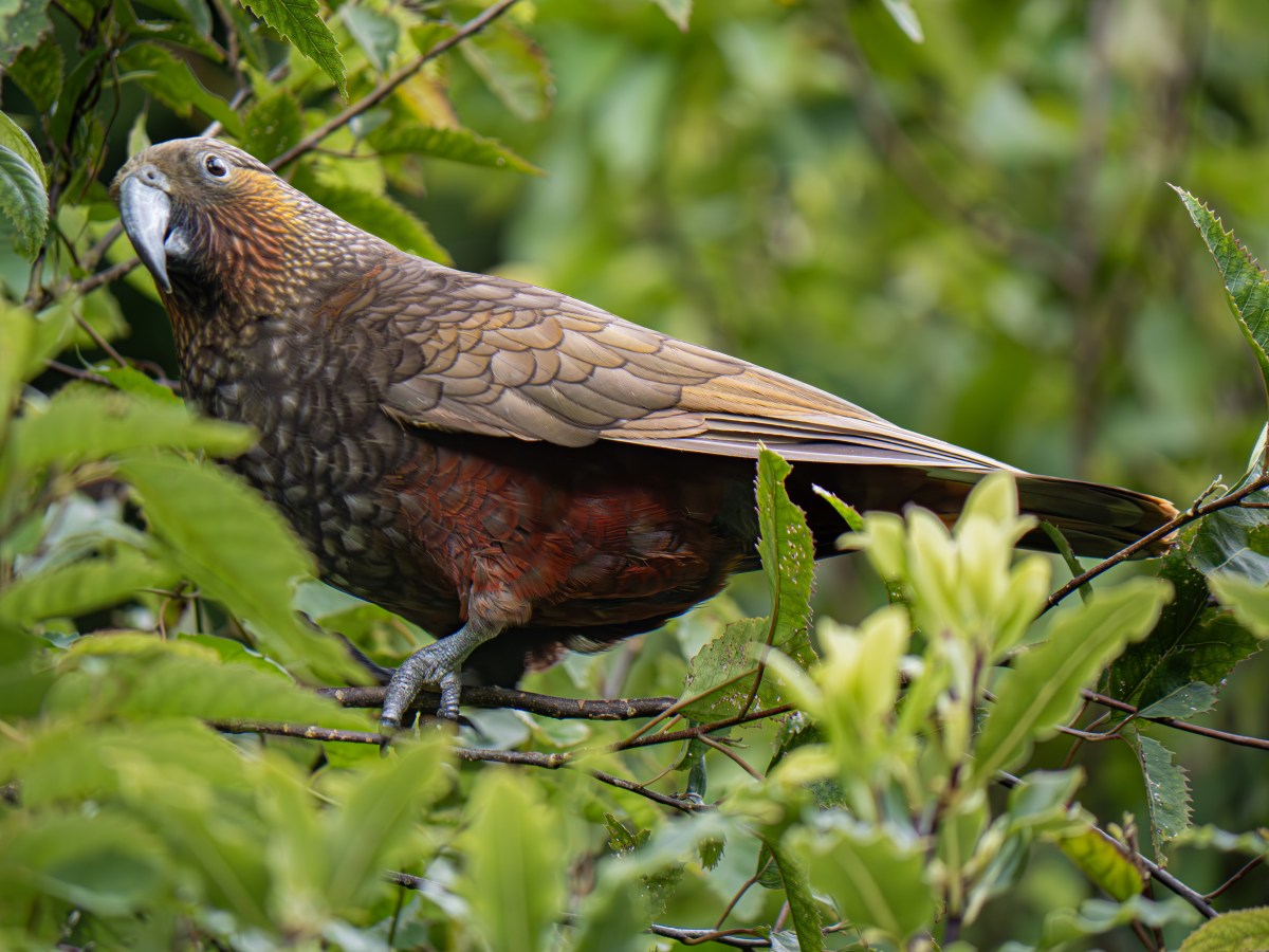 Vogelparadies Zealandia