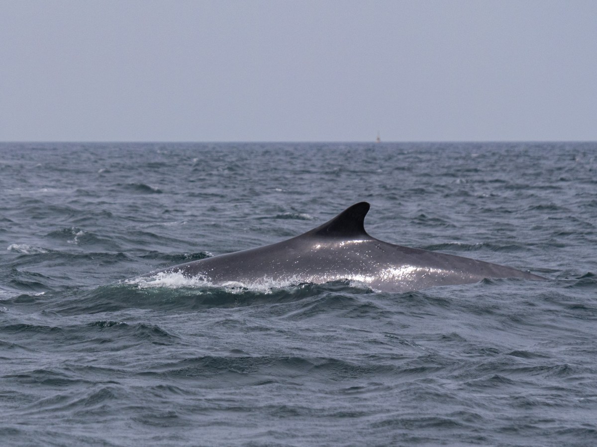 Flipper, Finne und Fluke ins&nbsp;Glück