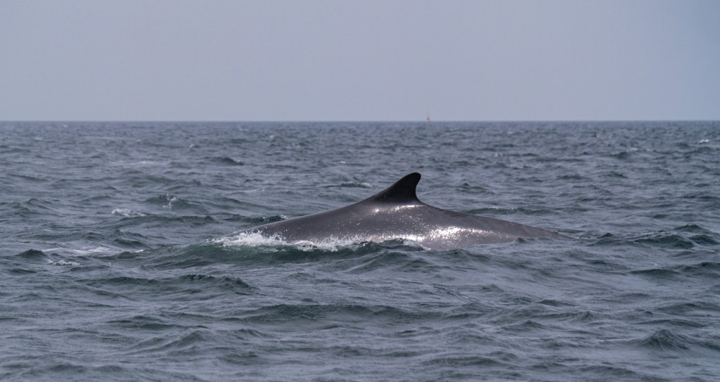 Flipper, Finne und Fluke ins&nbsp;Glück