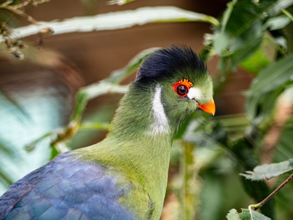 Vögel, Verrückte & „Picture&nbsp;This“