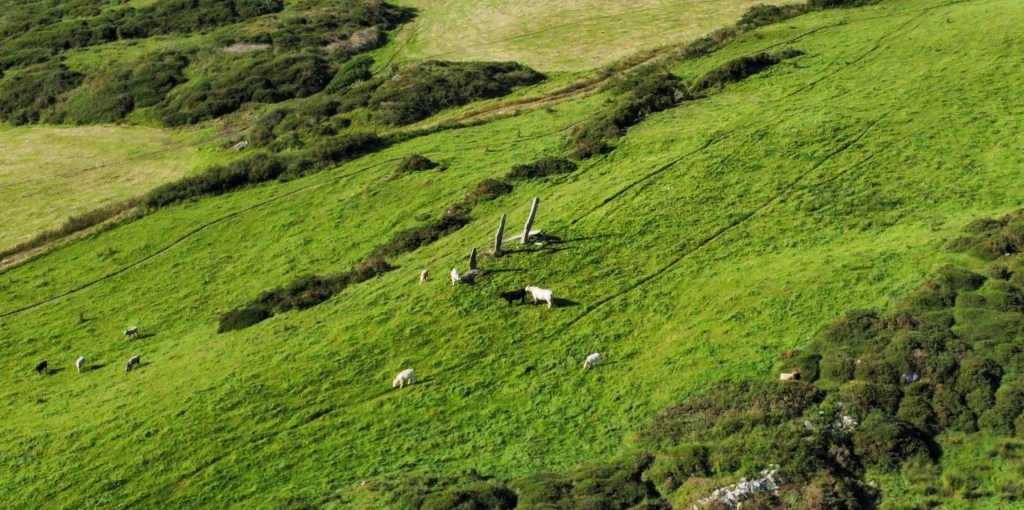 Drohnenaufnahme der Gurranes Stone Row Steinreihe Three Fingers in West Cork Irland mit weidenden Kühen auf einer grünen Wiese.