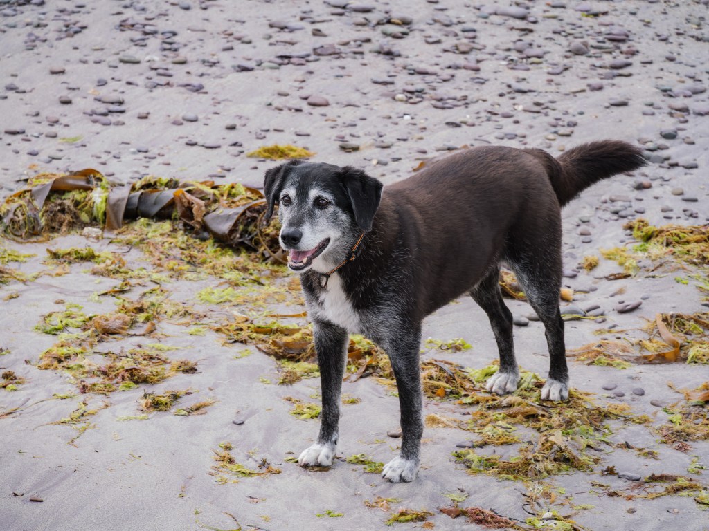 Watson, vermutlich eine Setter- oder Pointer-Mischling, am Strand in Irland