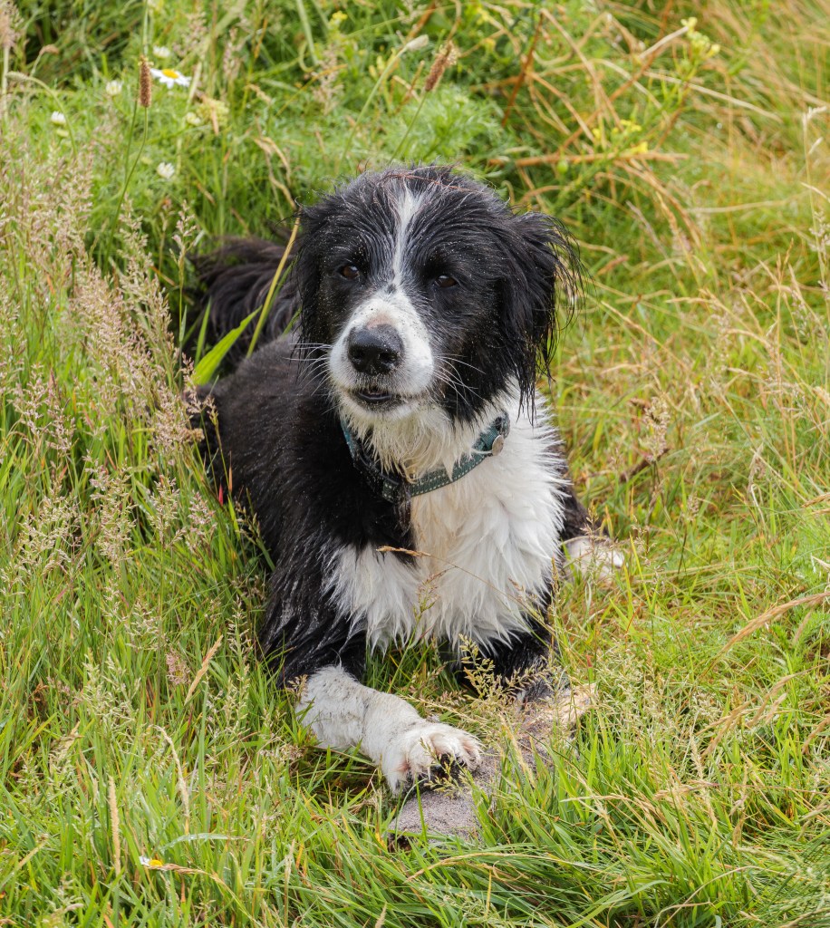 Schwarz-weißer Border Collie Luna im grünen irischen Gras!