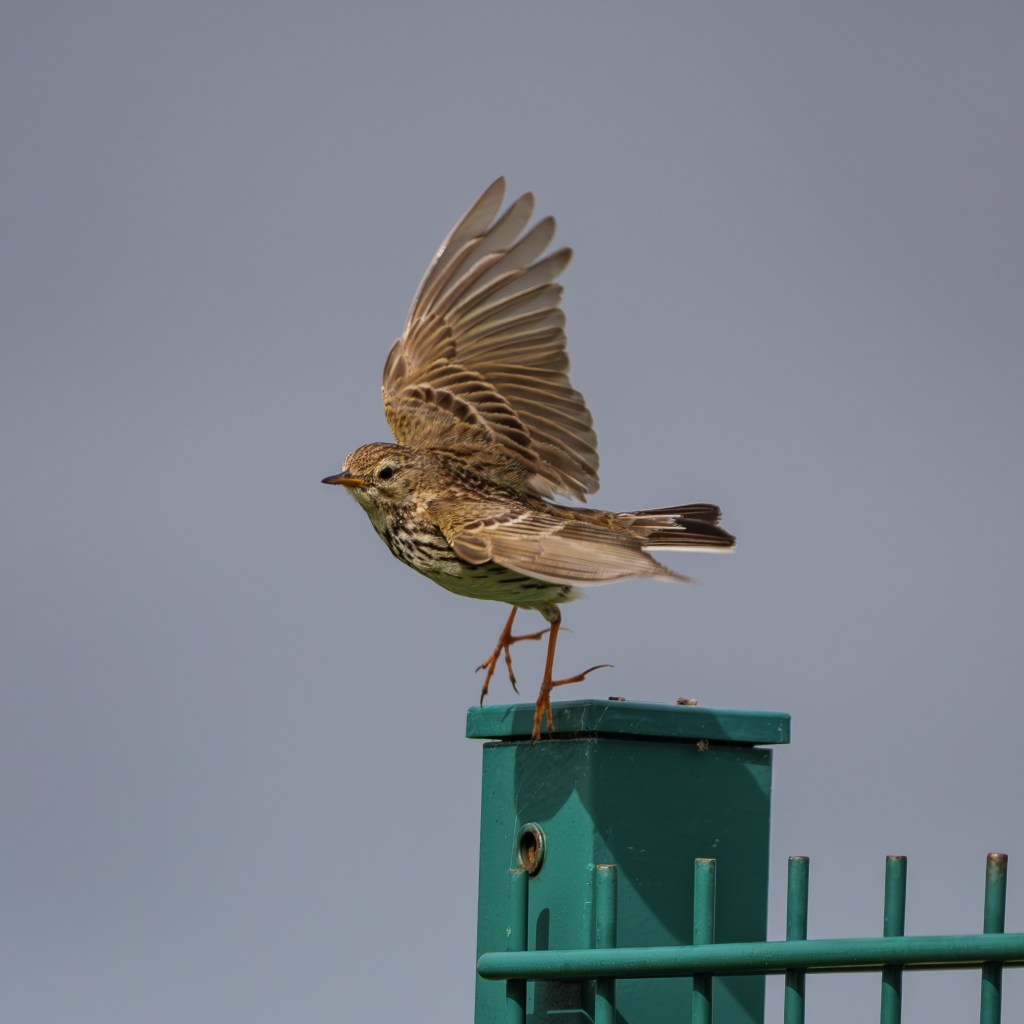 Ein Wiesenpieper hebt mit weit geöffneten Flügeln von einem grünen Zaunpfahl in Irland ab.