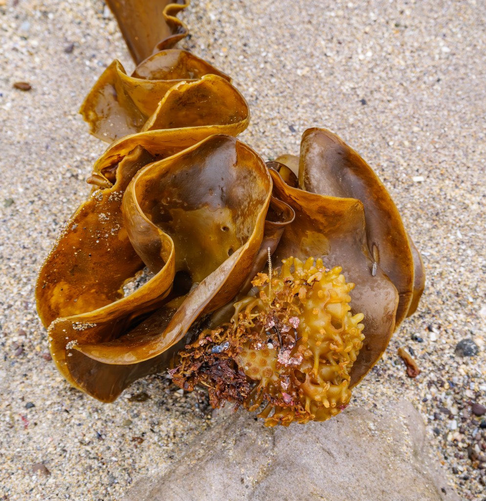 Detailaufnahme der knotigen Wurzelstruktur einer Zuckertang-Alge auf dem Sandstrand in Irland.