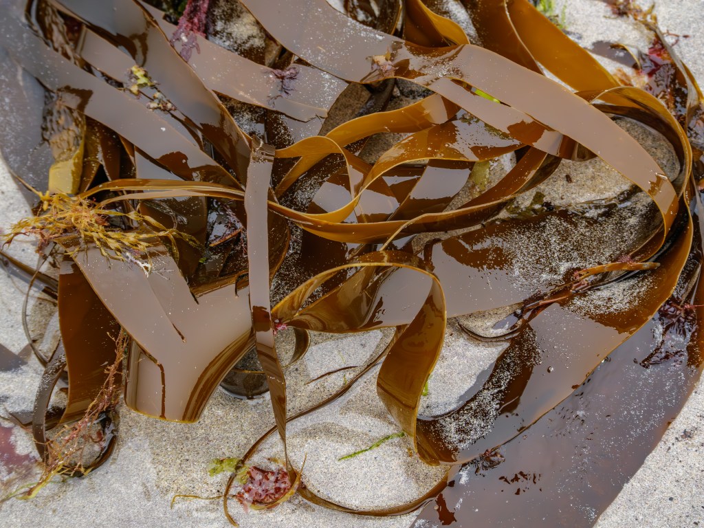 Nasser, glänzender Palmtang Kelp auf dem hellen Sandstrand an der irischen Küste.