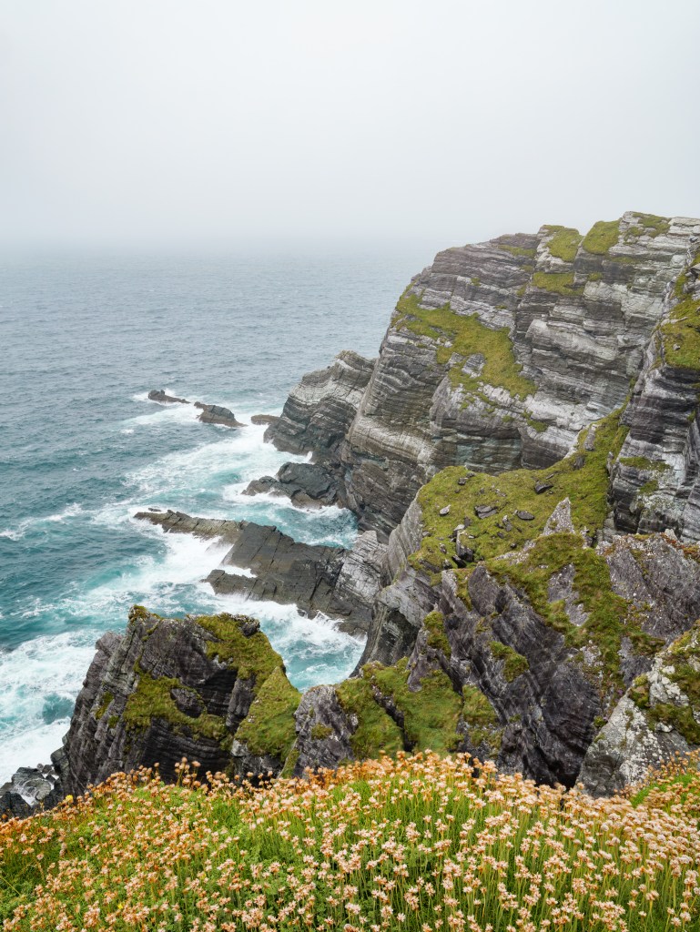Die steilen Kerry Cliffs mit grünem Bewuchs und rosa Grasnelken im Vordergrund an der Atlantikküste in Irland.