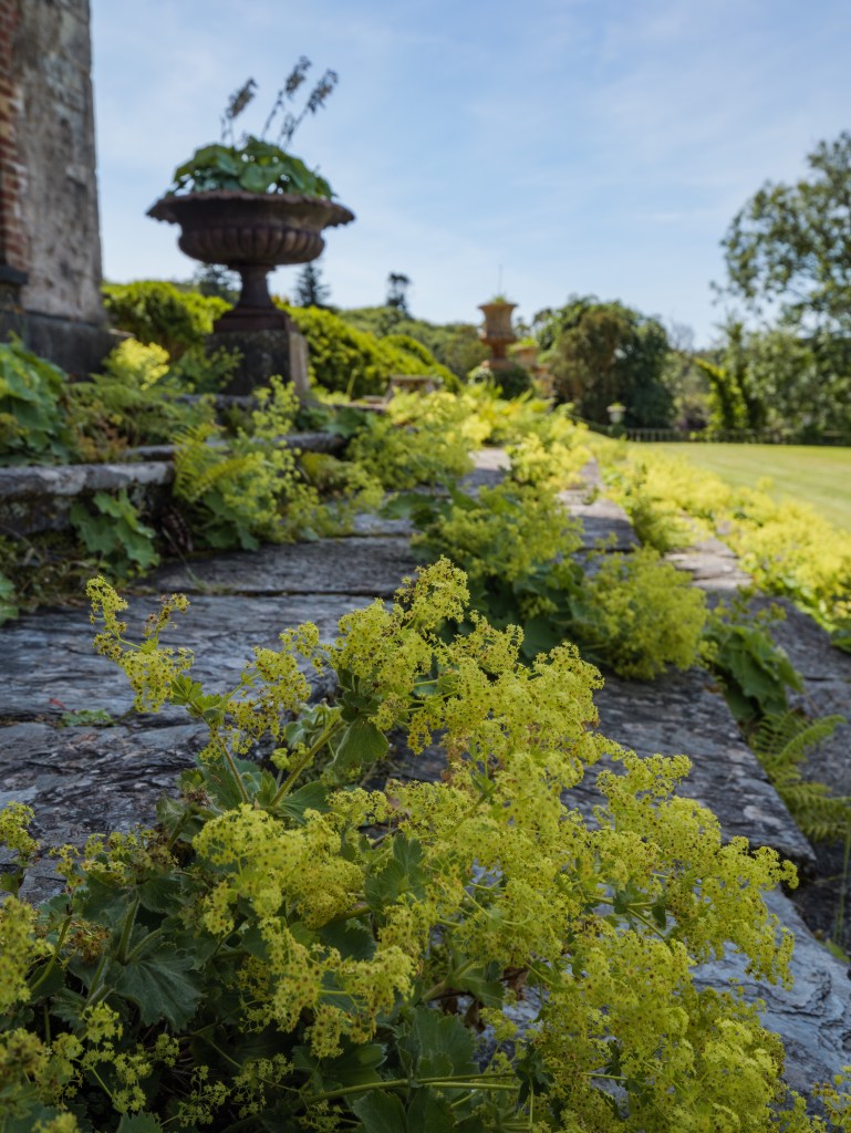 Detailaufnahme von blühendem Weichem Frauenmantel auf den alten Steinstufen der Terrassengärten von Bantry House in Irland.